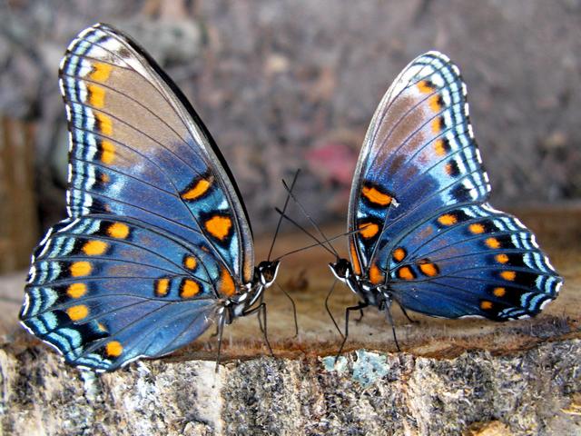 Все о бабочках в Костроме | ЗооТом портал о животных
