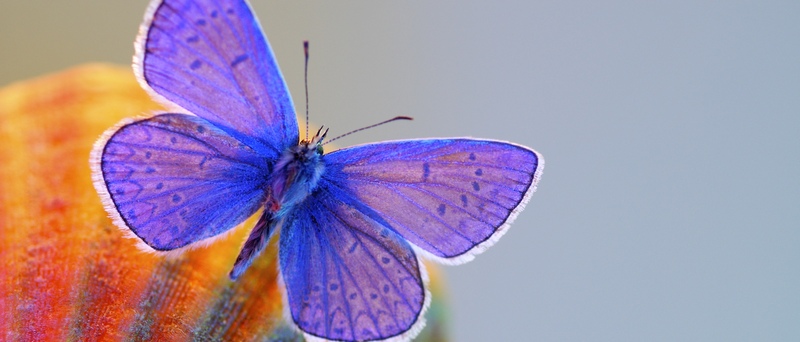 Все о бабочках в Костроме | ЗооТом портал о животных