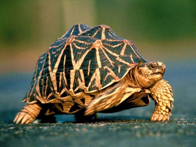 Все о черепахах в Костроме | ЗооТом портал о животных