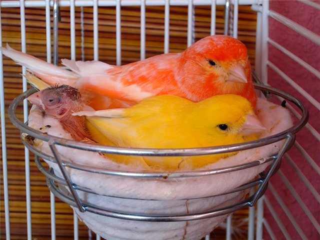 Содержание канареек и уход за ними в Костроме