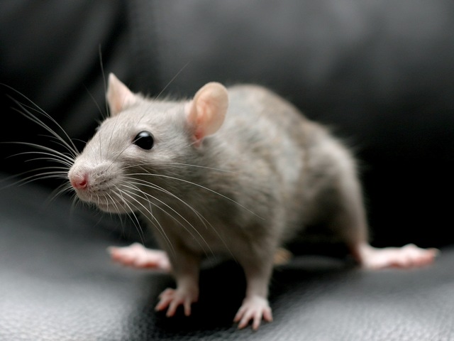 Все о крысах в Костроме | ЗооТом портал о животных