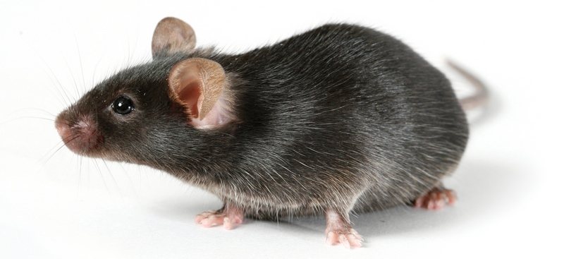 Все о крысах в Костроме | ЗооТом портал о животных