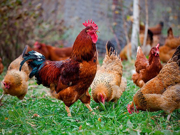 Породы куриц | ЗооТом - продажа, вязка и услуги для животных в Костроме