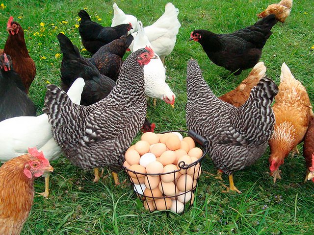Содержание кур и уход за ними | ЗооТом - продажа, вязка и услуги для животных в Костроме