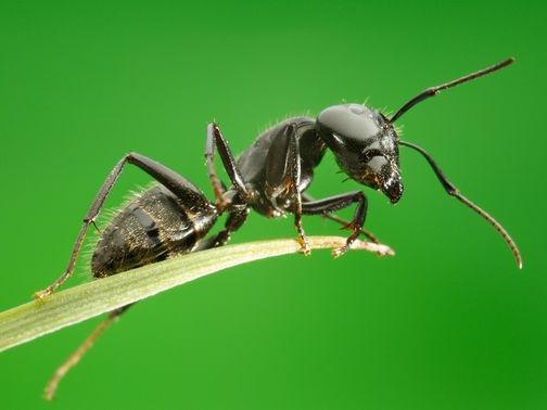 Все о муравьях в Костроме | ЗооТом портал о животных