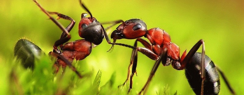 Все о муравьях в Костроме | ЗооТом портал о животных
