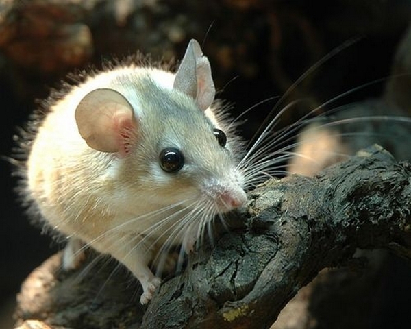 Все о мышах в Костроме | ЗооТом - продажа, вязка и услуги для животных в Костроме
