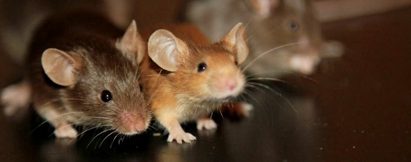 Все о мышах в Костроме | ЗооТом - продажа, вязка и услуги для животных в Костроме