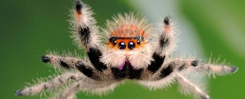 Все о пауках в Костроме | ЗооТом портал о животных