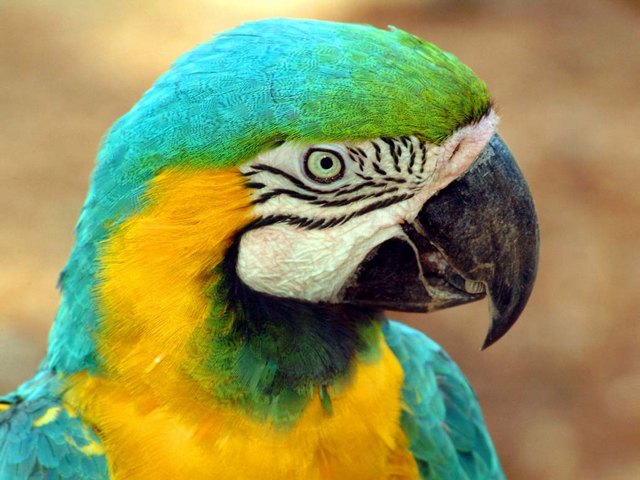 Все о попугаях в Костроме | ЗооТом портал о животных