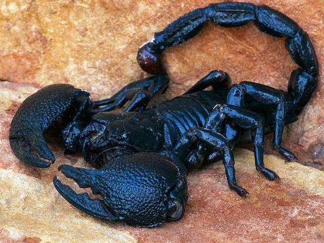 Все о скорпионах в Костроме | ЗооТом портал о животных