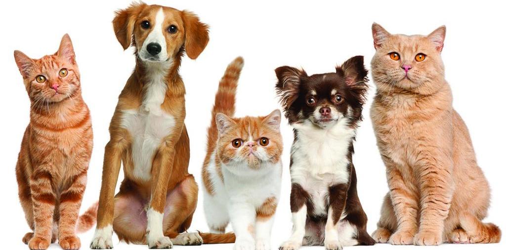 Доска объявлений о животных | ЗооТом - продажа, вязка и услуги для животных в Костроме