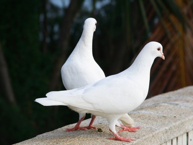 Все о голубях | ЗооТом - продажа, вязка и услуги для животных в Костроме