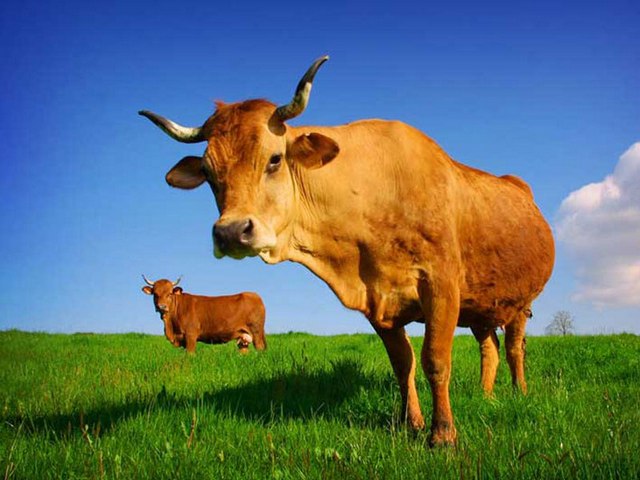 Все о коровах в Костроме | ЗооТом портал о животных