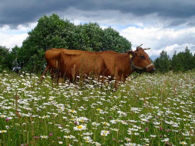 Все о коровах в Костроме | ЗооТом портал о животных