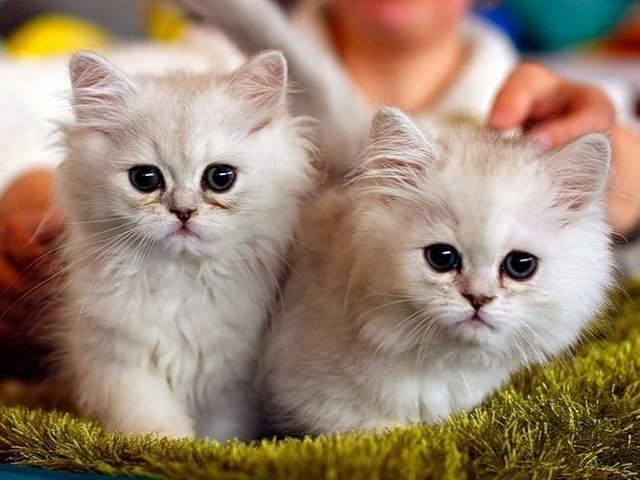 Породы кошек в Костроме | ЗооТом портал о животных