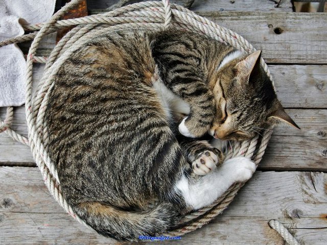 Все о кошках в Костроме | ЗооТом портал о животных