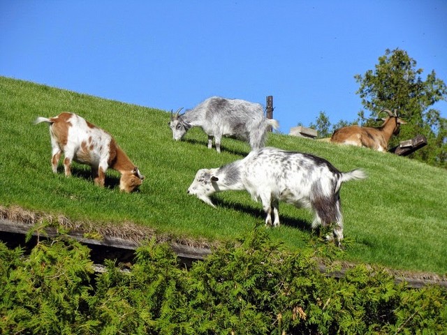 Все о козах в Костроме | ЗооТом портал о животных