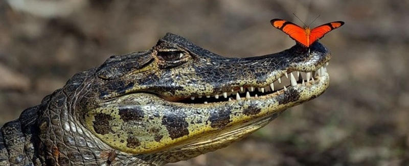Все о крокодилах в Костроме | ЗооТом портал о животных