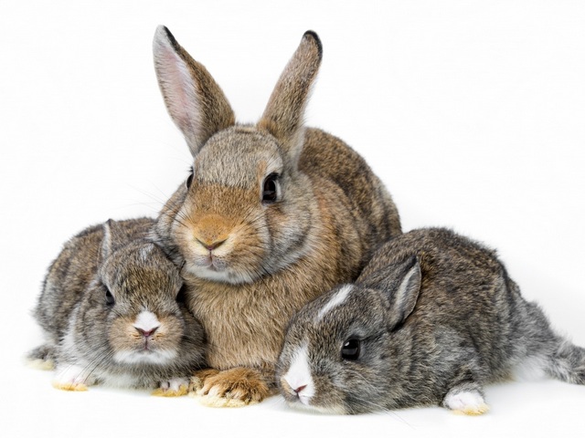 Все о кроликах в Костроме | ЗооТом портал о животных