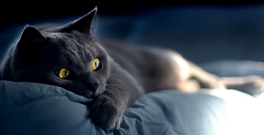 Объявления о кошках | ЗооТом - продажа, вязка и услуги для животных в Костроме