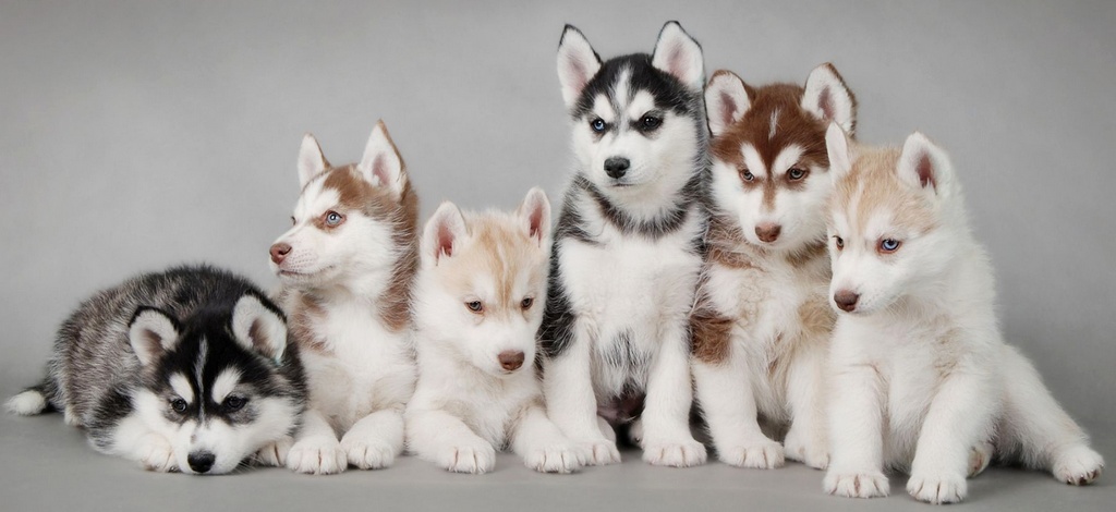 Объявления о собаках | ЗооТом - продажа, вязка и услуги для животных в Костроме