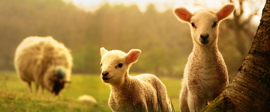 Объявления о сельскохозяйственных животных | ЗооТом - продажа, вязка и услуги для животных в Костроме