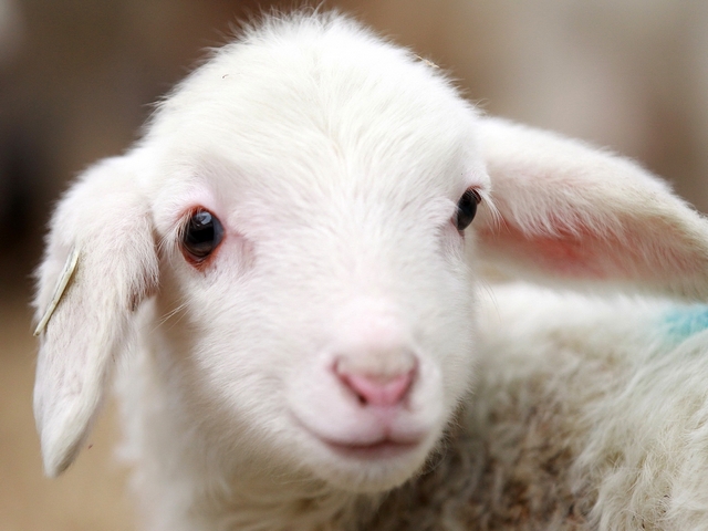 Овцы и бараны в Костроме | ЗооТом портал о животных