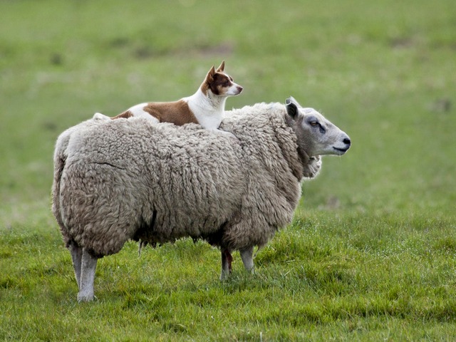 Все об овцах в Костроме | ЗооТом портал о животных