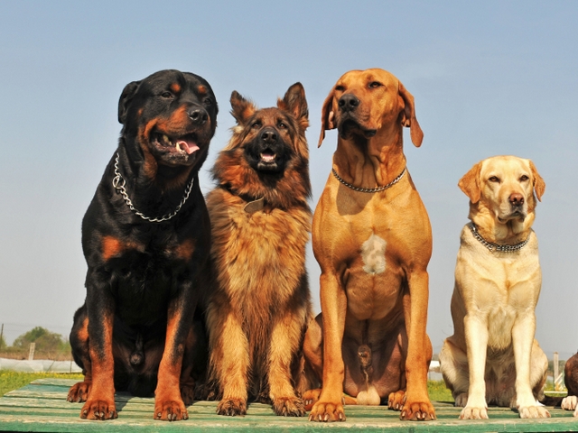 Крупные породы собак в Костроме | ЗооТом портал о животных