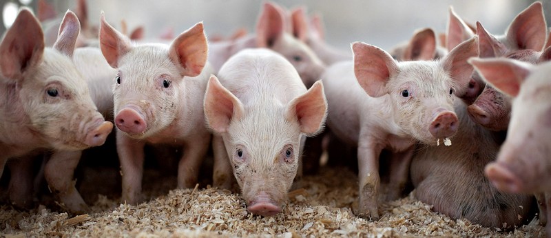 Все о свиньях в Костроме | ЗооТом портал о животных