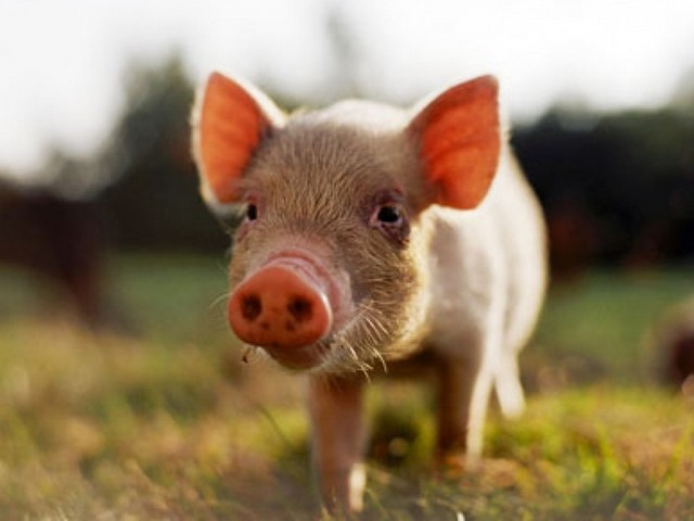 Все о свиньях в Костроме | ЗооТом портал о животных